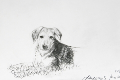 hund
